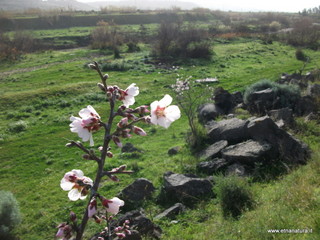 lle del Simeto-24-02-2013 09-08-10